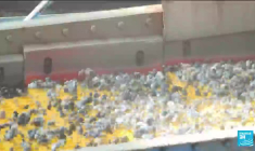 Les diamants russes menacés : les membres du G7 étudient des sanctions