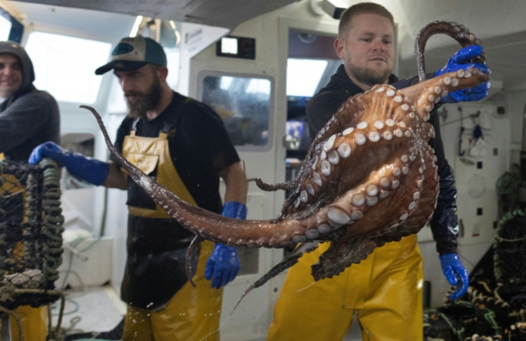 Kilian Chanoit jette une pieuvre dans un sac à bord du Marc'h Mor, au large de l'île Molène, dans le Finistère, le 7 mai 2026 ( AFP / Fred TANNEAU )