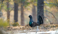 Cette image fournie le 17 mars 2023 par le photographe animalier Vincent Munier, non datée, montre un grand tétras dans une forêt des Vosges ( Vincent MUNIER / Vincent MUNIER )