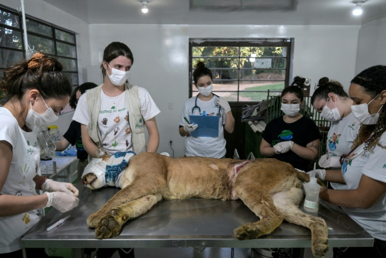 Un puma blessé dans un piège est soigné par des vétérinaires et des biologistes de l'association Mata Ciliar, à Jundiai, dans l'etat de Sao Paulo, au Brésil, le 29 mai 2025 ( AFP / Nelson ALMEIDA )