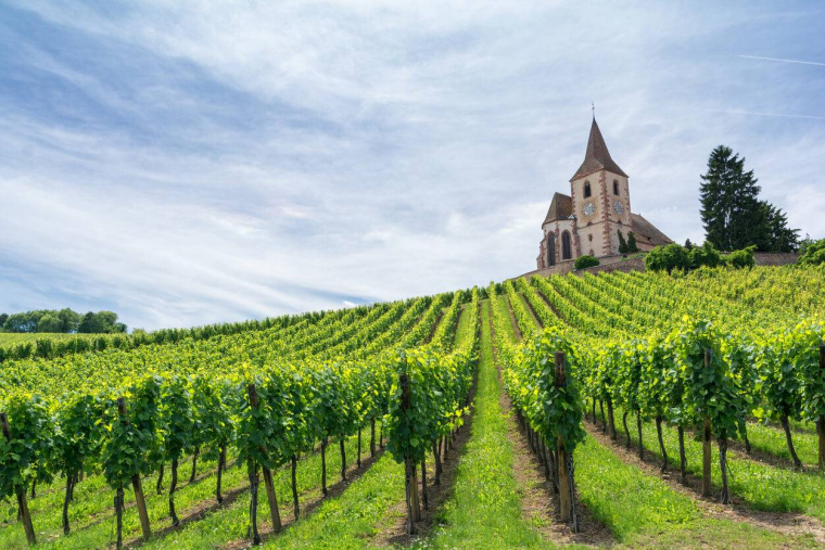 Vignobles : un investissement qui allie passion, culture et rentabilité / iStock.com - Milena Pigdanowicz-Fidera