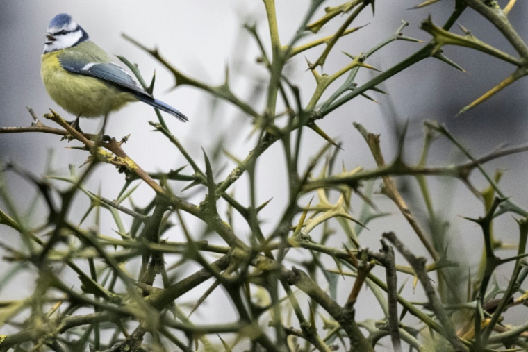 Une mésange bleue au Bois de Vincennes, à Paris, en janvier 2026 ( AFP / Martin LELIEVRE )