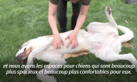Le mythique chien Saint-Bernard, emblème de la Suisse, a désormais son parc dédié