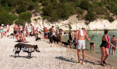Grèce: nager avec les cochons, une attraction touristique