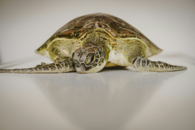 Une jeune tortue, en observation au centre de réhabilitation de l'ONG Local Ocean Conservation, passe une radiographie dans un hôpital local de Watamu, le 21 mai 2025 au Kenya ( AFP / Fredrik Lerneryd )