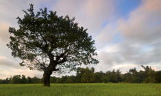 Agrilend est présent au Salon international de l'agriculture de Paris jusqu'au 4 mars. (© cc R. Balmana / Flickr)