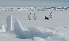 Photo diffusée par le British Antarctic Survey, le 8 avril 2026, montrant des manchots empereurs en Antarctique, le 13 novembre 2010 ( BRITISH ANTARCTIC SURVEY / PETER BUCKTROUT )