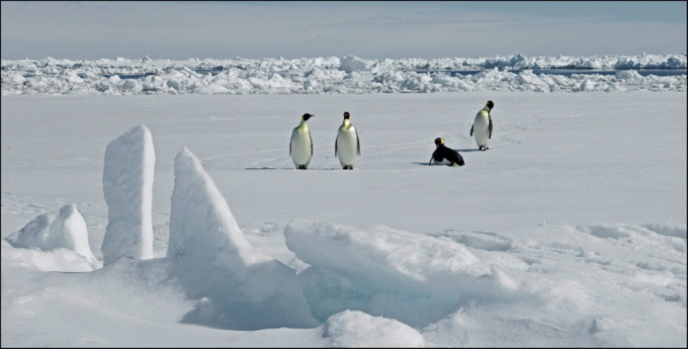 Photographie diffusée par le British Antarctic Survey le 8 avril 2026, montrant des manchots empereurs en Antarctique le 13 novembre 2010 ( BRITISH ANTARCTIC SURVEY / PETER BUCKTROUT )