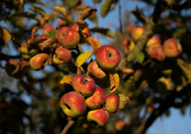 Des pommiers dans le verger de la fondation Archeologia Arboreas, à San Lorenzo di Lerchi, un hameau de Città di Castello, en Italie, le 7 novembre 2025 ( AFP / Tiziana FABI )