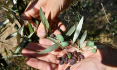 ITALIE: L'HUILE D'OLIVE ET LE VIN DE TOSCANE IMPACTÉS PAR LA SÉCHERESSE