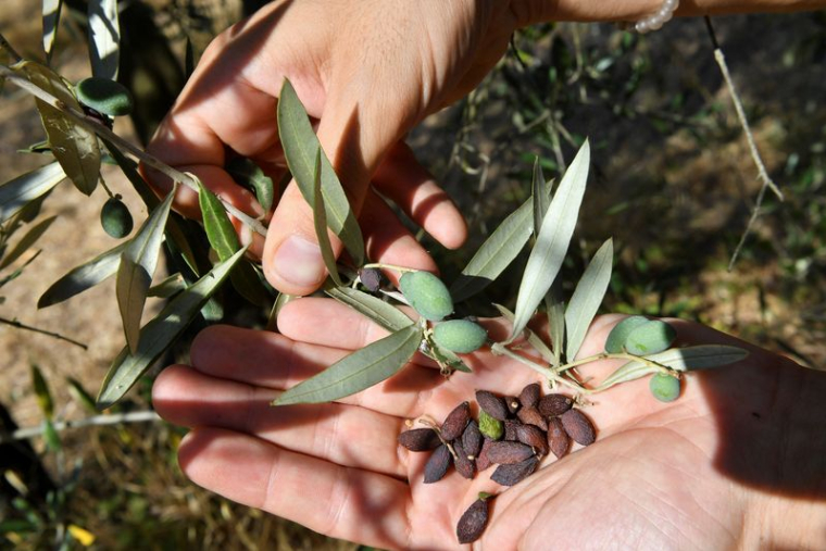 ITALIE: L'HUILE D'OLIVE ET LE VIN DE TOSCANE IMPACTÉS PAR LA SÉCHERESSE