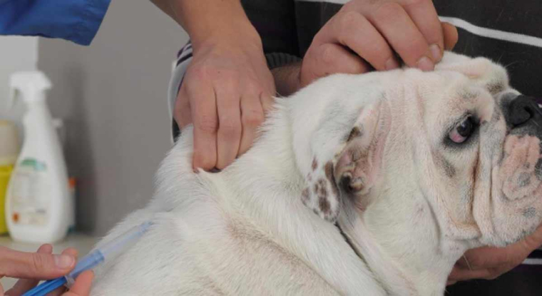 Le titre du spécialiste de la santé animale recule de 31% sur un an. (© Virbac)