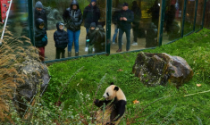 L'une des deux jumelles panda, Yuandudu, au zoo de Beauval à Saint-Aignan dans le Loir-et-Cher le 23 novembre 2025 ( AFP / GUILLAUME SOUVANT )