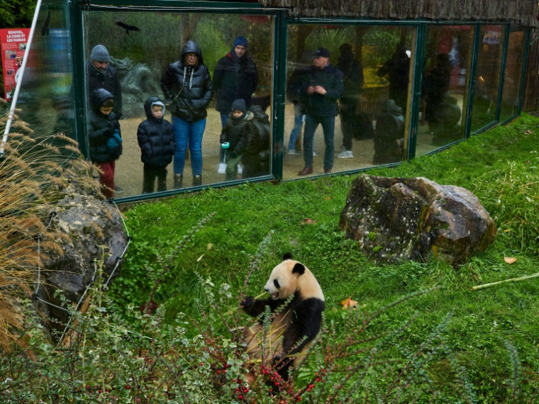 L'une des deux jumelles panda, Yuandudu, au zoo de Beauval à Saint-Aignan dans le Loir-et-Cher le 23 novembre 2025 ( AFP / GUILLAUME SOUVANT )