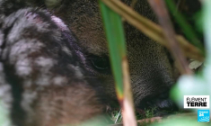 Des pilotes de drones thermiques sauvent des faons nouveau-nés