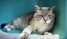 Photo d'illustration datée du 21 août 2018 montrant un chat blessé recueilli par une association de protection des animaux à Gennevilliers, près de Paris ( AFP / JOEL SAGET )