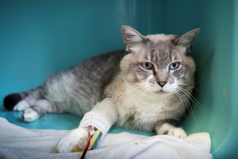 Photo d'illustration datée du 21 août 2018 montrant un chat blessé recueilli par une association de protection des animaux à Gennevilliers, près de Paris ( AFP / JOEL SAGET )