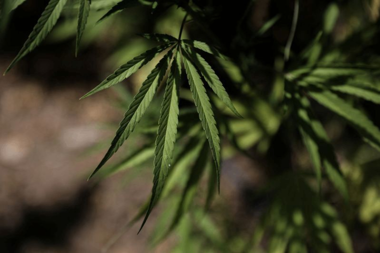 LE CANNABIS, VICTIME COLLATÉRALE DU COVID-19