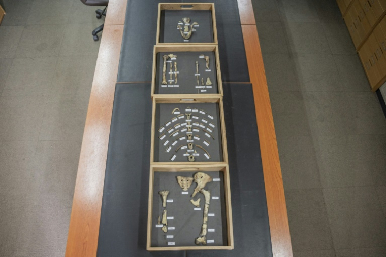 Des ossements de l'australopithèque Lucy au musée national d'Ethiopie, le 19 novembre 2024 à Addis Abeba ( AFP / Amanuel Sileshi )