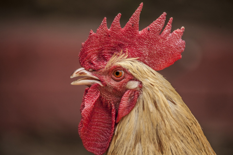 Le couple avait déjà reçu une lettre anonyme se plaignant du chant de leur coq. (illustration) (Pixabay / Pexels)