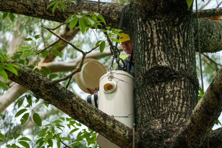 Installation d'un nichoir artificiel pour les cacatoès soufrés dans le parc Victoria du quartier de Causeway Bay, le 28 juillet 2025 à Hong Kong ( AFP / YAN ZHAO )