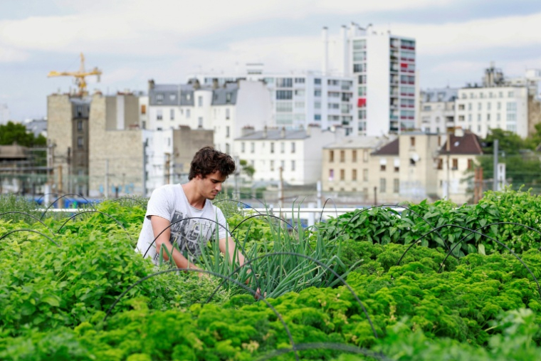 Un employé de la ferme urbaine Aéromate au milieu de ses plantations sur le toit-terrasse d'un immeuble appartenant à la RATP à Paris, le 24 août 2017 ( AFP / Benjamin Cremel )
