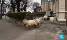 Pays-de-Galles : prolifération de chèvres à  Llandudno
