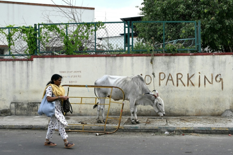 Une femme passe à côté d'une vache arrêtée sur sur un trottoir à Bangalore, le 8 juillet 2026 en Iinde  ( AFP / Idrees MOHAMMED )