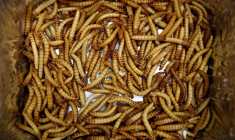 LE SPÉCIALISTE DE LA PRODUCTION D'INSECTES ŸNSECT LÈVE 224 MILLIONS DE DOLLARS