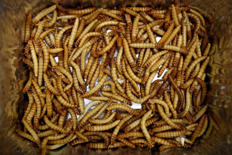 LE SPÉCIALISTE DE LA PRODUCTION D'INSECTES ŸNSECT LÈVE 224 MILLIONS DE DOLLARS