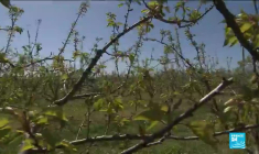 Baisse des températures en France : de nombreuses récoltes détruites par le gel