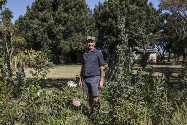 L'agriculteur Nico Thuynsma et l'une des variétés de protéas poussant dans sa ferme de Cullinan, à l'est de Pretoria, le 3 juin 2025 en Afrique du Sud ( AFP / Phill Magakoe )
