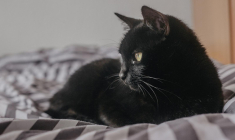 Un propriétaire ne peut interdire à son locataire d'avoir un animal de compagnie. (illustration) (Eduardovieiraphoto / Pixabay)