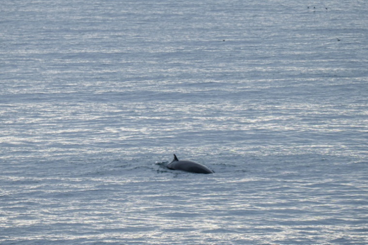 Cette photo, prise le 26 août 2026, montre une baleine nageant dans les eaux entourant Vestmannaeyjar (les îles Vestmann), au large de la côte sud de l'Islande ( AFP / Jonathan NACKSTRAND )