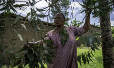 Mariam Kabika, guérisseuse, coupe des feuilles d'eucalyptus dans son jardin à Bunia, en République démocratique du Congo, le 2 juin 2026 ( AFP / Glody MURHABAZI )