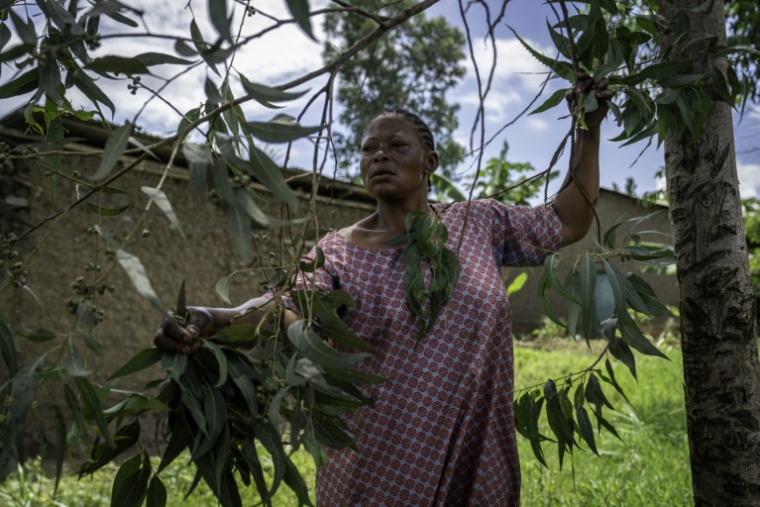 Mariam Kabika, guérisseuse, coupe des feuilles d'eucalyptus dans son jardin à Bunia, en République démocratique du Congo, le 2 juin 2026 ( AFP / Glody MURHABAZI )