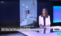 Chasse à la baleine suspendue en Islande : prudence des ONG environnementales