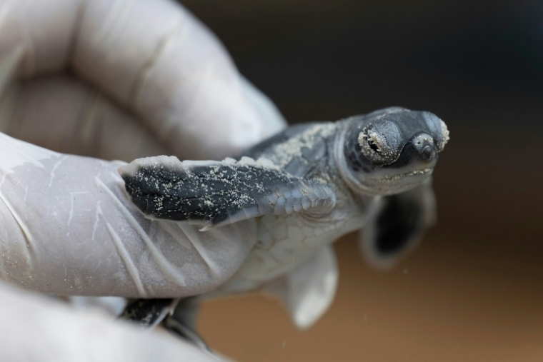Un bébé tortue verte sur l'île de Mataking, en Malaisie, le 24 septembre 2026 ( AFP / SAI AUNG MAIN )