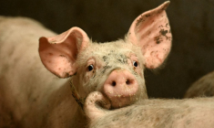 Le Danemark est l'un des principaux exportateurs de viande de porc. ( AFP / SERGEI GAPON )