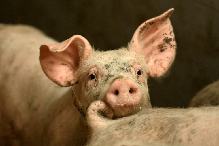 Le Danemark est l'un des principaux exportateurs de viande de porc. ( AFP / SERGEI GAPON )