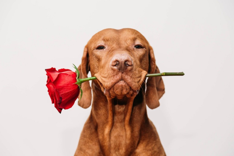 Quels sont vos projets pour la Saint-Valentin 2024 ? (Crédits photo : Adobe Stock -  )