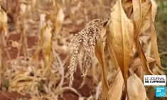 Kenya : raréfaction des pluies, Nairobi lève l'interdiction des OGM