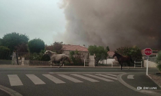 France: des chevaux galopent dans les rues de Biscarrosse pour fuir les incendies