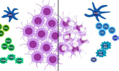 Ose Immuno peut de nouveau recruter des clients pour son candidat-médicament dans le cancer du poumon. (© Ose Immunotherapeutics)