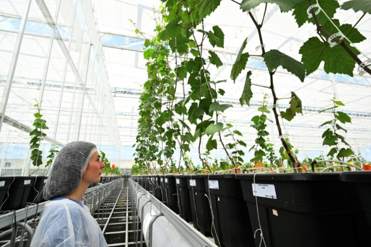Une technicienne surveille les plants de vigne préservés dans une serre bioclimatique à Blancs-Côteaux, le 17 juin 2025 dans la Marne ( AFP / FRANCOIS NASCIMBENI )
