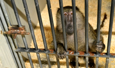 Un babouin Anubis dans le centre de primatologie du CNRS le 6 novembre 2025, à Rousset dans les Bouches-du-Rhône ( AFP / Christophe SIMON )