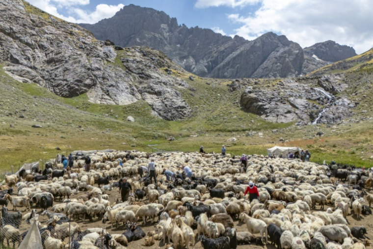 Des bergers kurdes s'occupent d'un troupeau de moutons dans les montagnes de la province de Hakkari, dans le sud-est de la Turquie, le 12 juillet 2025 ( AFP / Yasin AKGUL )