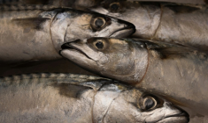 L'Union européenne a dénoncé un accord de pêche conclu entre le Royaume-Uni, la Norvège, les Iles Féroé et l'Islande, susceptible de causer des "dommages irréversibles à la population de maquereaux" en Atlantique Nord ( AFP / JOEL SAGET )