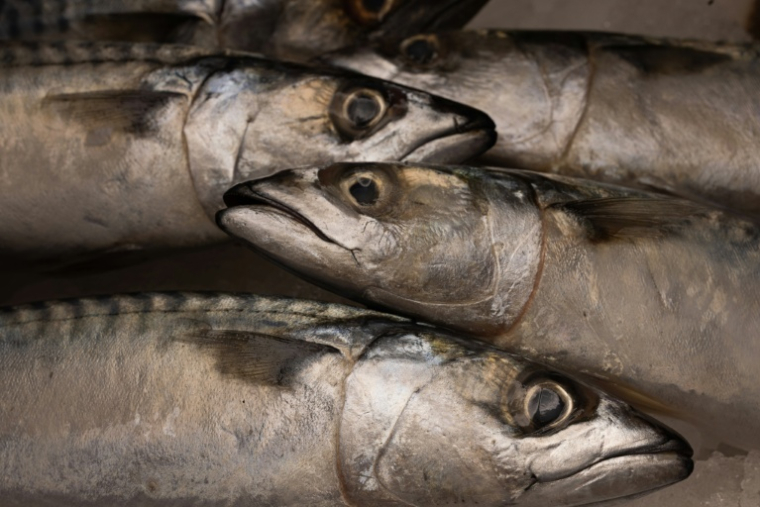 L'Union européenne a dénoncé un accord de pêche conclu entre le Royaume-Uni, la Norvège, les Iles Féroé et l'Islande, susceptible de causer des "dommages irréversibles à la population de maquereaux" en Atlantique Nord ( AFP / JOEL SAGET )