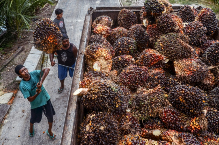 Des travailleurs mettent des noix de palme dans un conteneur, le 23 avril 2022 à Pekanbaru, en Indonésie ( AFP / WAHYUDI )